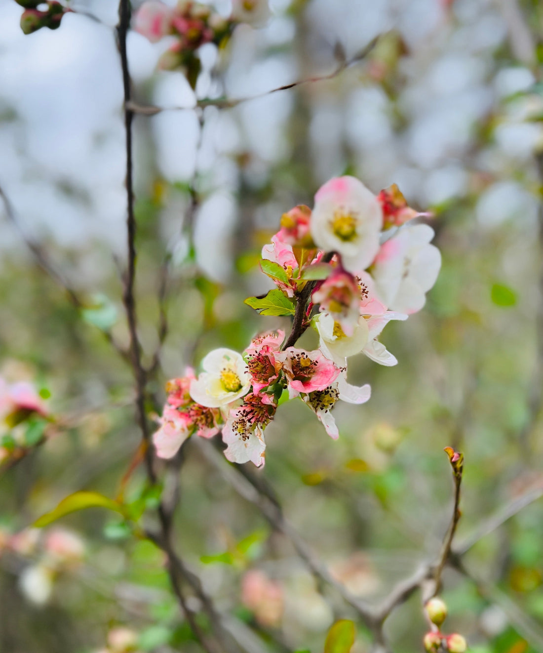 Spring Detox: A Gentle Reset