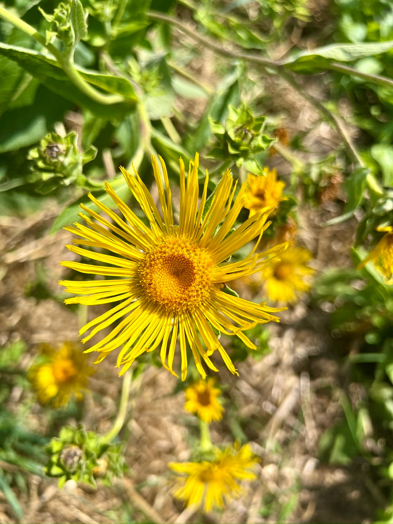 Elecampane Root Herbal Tincture